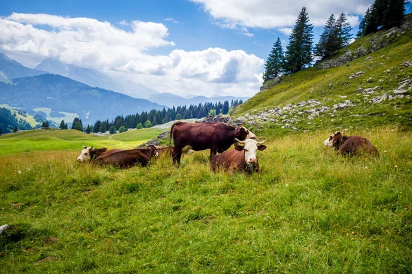 山のフィールドに牛 Grand Bornand Auto Savoie フランス — ストック写真