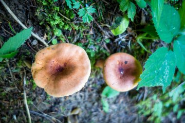 Bir dağ ormanında mantar görüntüsü. Haute Savoie, Fransa