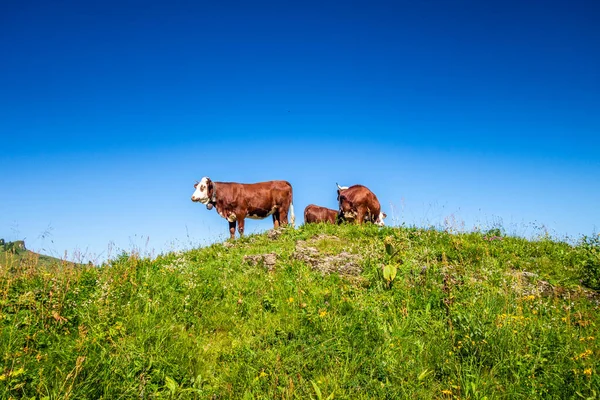 Αγελάδες Ορεινό Λιβάδι Grand Bornand Haute Savoie Γαλλία — Φωτογραφία Αρχείου