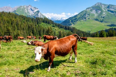 Dağ tarlasında inekler. La Clusaz, Haute-savoie, Fransa