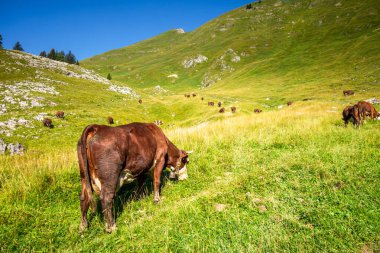 Dağ tarlasında inekler. Grand-Bornand, Haute-savoie, Fransa