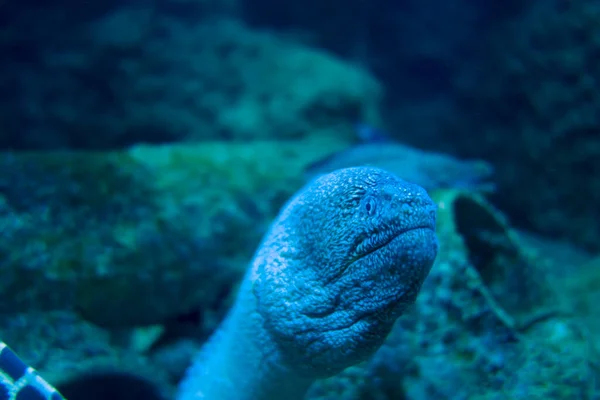 热带珊瑚礁中的莫雷鳗鱼 — 图库照片