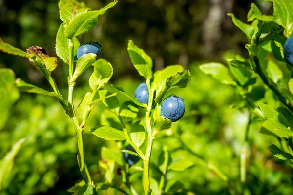 European Blueberry Bilberry Closeup Mountain Forest France — Stock Photo, Image