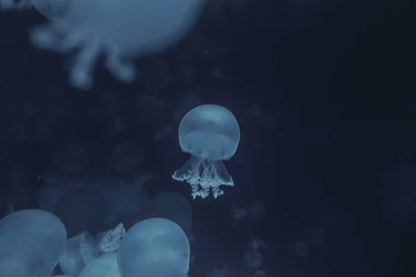 Jellyfish Floating Ocean Macro View — Stock Photo, Image