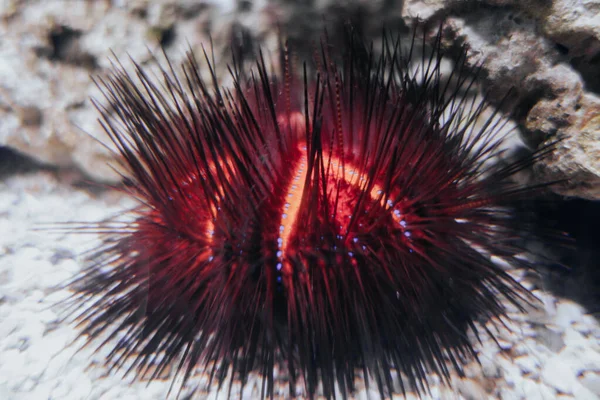 Sea urchin in a tropical coral reef