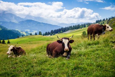 Dağ tarlasında inekler. Grand-Bornand, Haute-savoie, Fransa