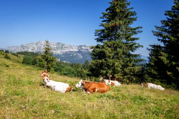 Cows Mountain Field Clusaz Haute Savoie France — Stock Photo, Image