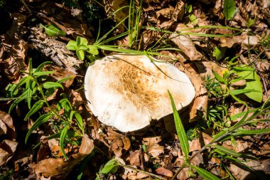 Bir dağ ormanında mantar görüntüsü. Haute Savoie, Fransa