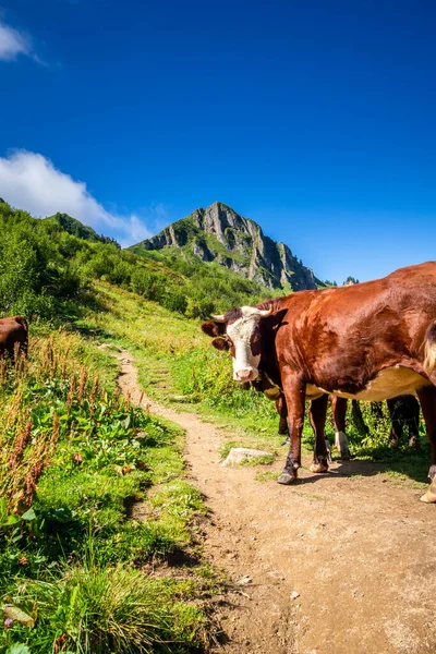 Kühe Auf Einem Bergfeld Grand Bornand Haute Savoie Frankreich — Stockfoto