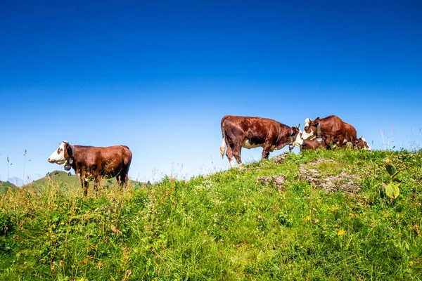 Αγελάδες Ορεινό Λιβάδι Grand Bornand Haute Savoie Γαλλία — Φωτογραφία Αρχείου