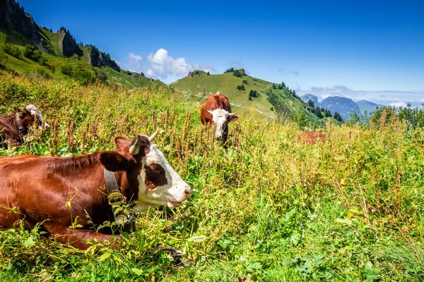 山のフィールドに牛 Grand Bornand Auto Savoie フランス — ストック写真