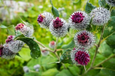 Yünlü Burdock - Arctium Tomentosum - Haute Savoie, Fransa 'da yakın çekim