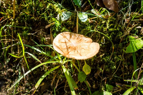Bir dağ ormanında mantar görüntüsü. Haute Savoie, Fransa