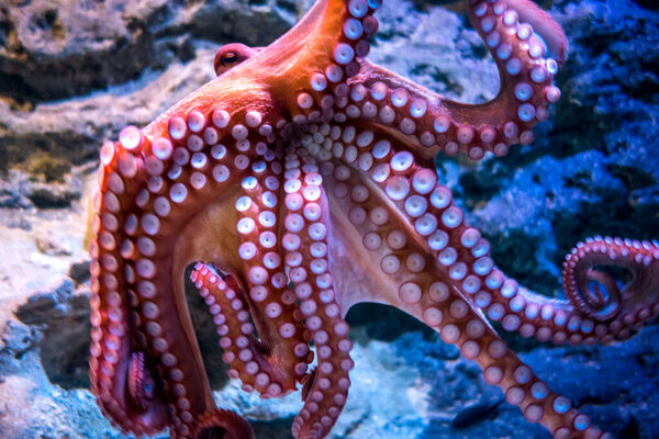 Red octopus swimming in ocean. Macro view