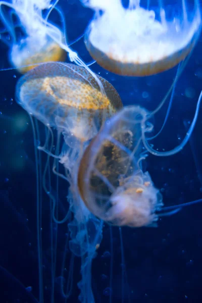 Medusas Flotando Océano Profundo Vista Macro — Foto de Stock