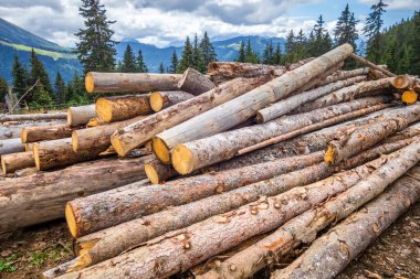 Bir dağ ormanında bir yığın ağaç gövdesi.