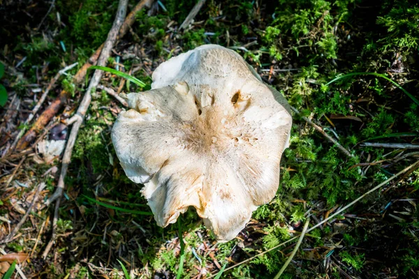 高山森林里的蘑菇特写镜头 法国上萨沃伊 — 图库照片