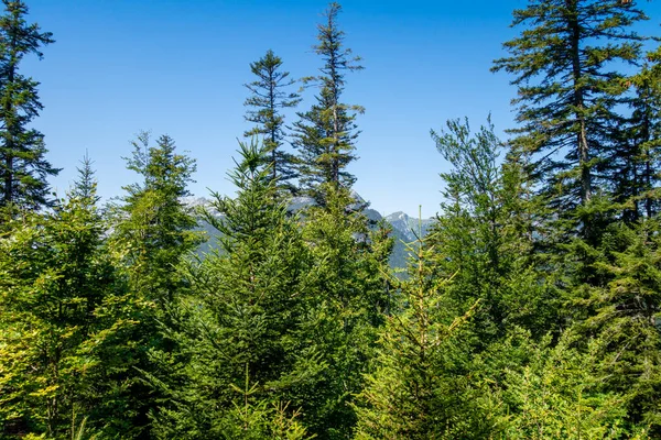 La Clusaz 'daki firavun ormanı manzarası, Haute-savoie, Fransa