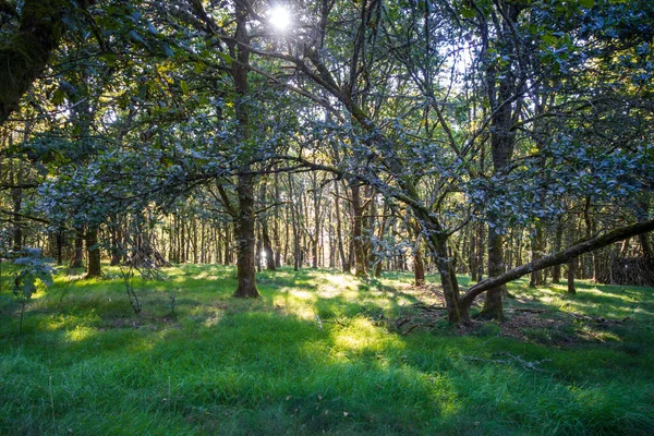 Bosque Alrededor Del Lago Vassiviere Limousin Francia — Foto de Stock