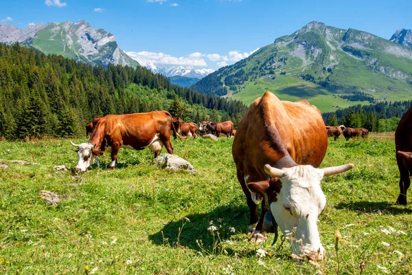 Αγελάδες Ορεινό Λιβάδι Clusaz Haute Savoie Γαλλία — Φωτογραφία Αρχείου