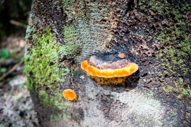 Bir dağ ormanında mantar görüntüsü. Haute Savoie, Fransa