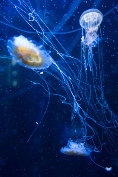 Jellyfish Floating Deep Ocean Macro View — Fotografia de Stock