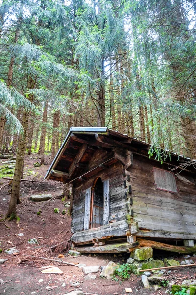 Derin Bir Köknar Ormanında Terk Edilmiş Küçük Bir Ahşap Kulübe — Stok fotoğraf