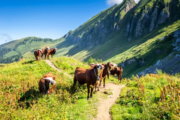 Cows Mountain Field Grand Bornand Haute Savoie France — Stock Photo, Image