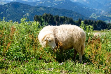 Tarladaki koyunlar. Grand-Bornand, Haute-savoie, Fransa