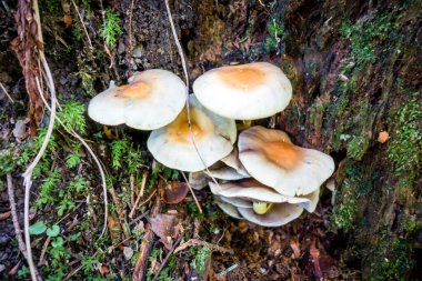 Bir dağ ormanında mantar görüntüsü. Haute Savoie, Fransa