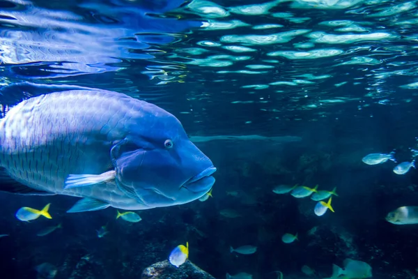 Vista Perto Peixe Wrasse Humphead Nadando Oceano — Fotografia de Stock