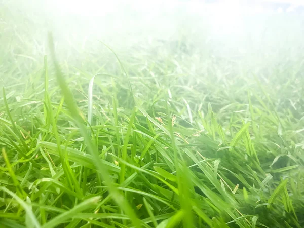 Gras Mist Macro Zicht Bij Zonsopgang — Stockfoto