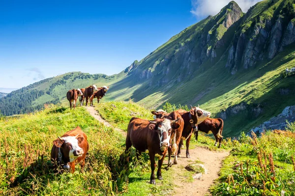 Vacas Campo Montaña Grand Bornand Alta Saboya Francia —  Fotos de Stock