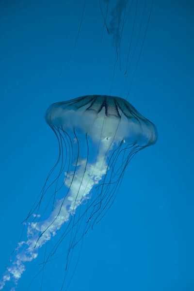 Jellyfish floating in the deep ocean. Macro view