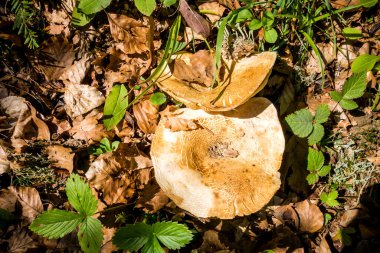 Bir dağ ormanında mantar görüntüsü. Haute Savoie, Fransa