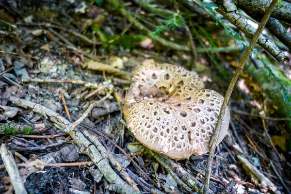 Paddenstoel Dichtbij Uitzicht Een Bergbos Haute Savoie Frankrijk — Stockfoto