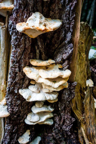 高山森林里的蘑菇特写镜头 法国上萨沃伊 — 图库照片