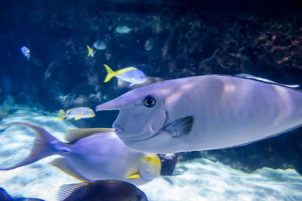 Κοντινή Άποψη Ενός Whitemargin Unicornfish Κολύμπι Στον Ωκεανό — Φωτογραφία Αρχείου