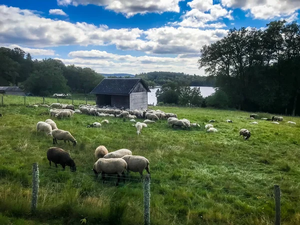 フランス リムーザンのヴァシヴィエール湖周辺の野原の羊 — ストック写真