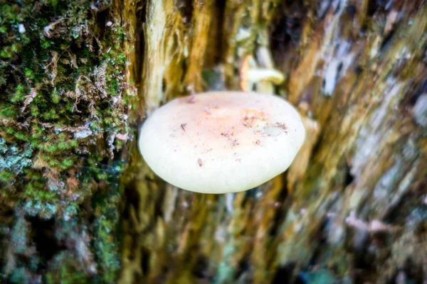 Champignon Vue Rapprochée Dans Une Forêt Montagne Haute Savoie France — Photo