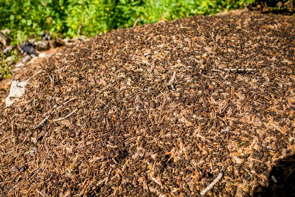 Grote Mierenhoop Een Bos Nauwkeurige Details — Stockfoto