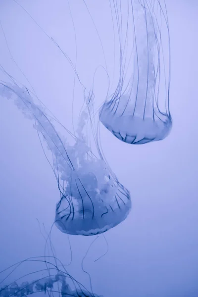 Medusas Flotando Océano Macro Vista Fondo Blanco — Foto de Stock