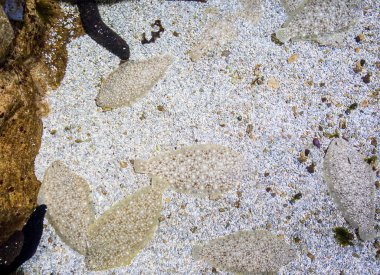 Kumdaki tek balığın sualtı görüntüsü