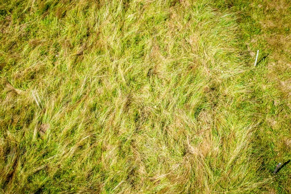 Flygfoto Över Ett Fält Grönt Gräs Bakgrund — Stockfoto