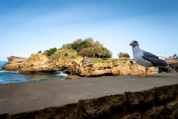巴斯塔岩石和海鸥 法国比亚里茨市 — 图库照片