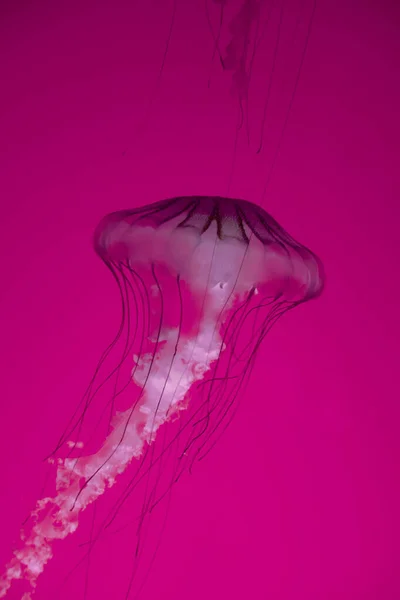 Jellyfish Floating Ocean Macro View — Stock Photo, Image