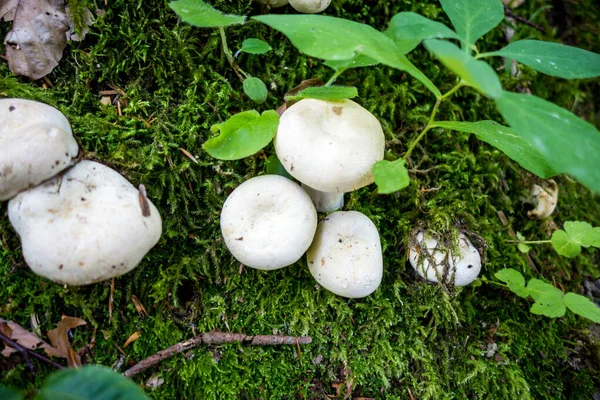Bir dağ ormanında mantar görüntüsü. Haute Savoie, Fransa