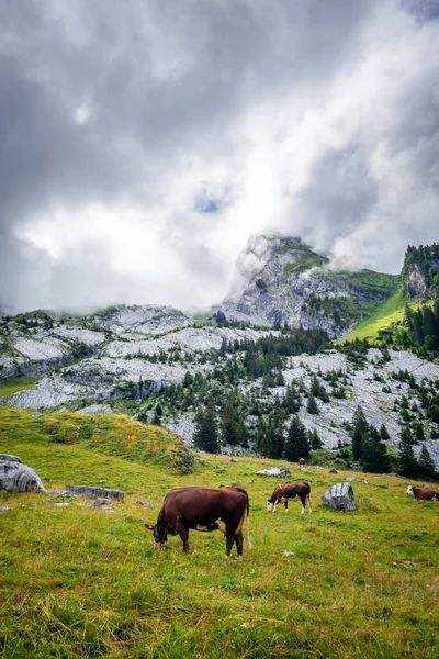 Cows Mountain Field Clusaz Haute Savoie France — Stock Photo, Image