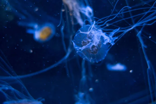 Medusas Flotando Océano Profundo Vista Macro — Foto de Stock