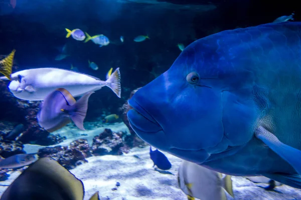 Κοντινή Άποψη Ενός Ψαριού Humphead Που Κολυμπάει Στον Ωκεανό — Φωτογραφία Αρχείου